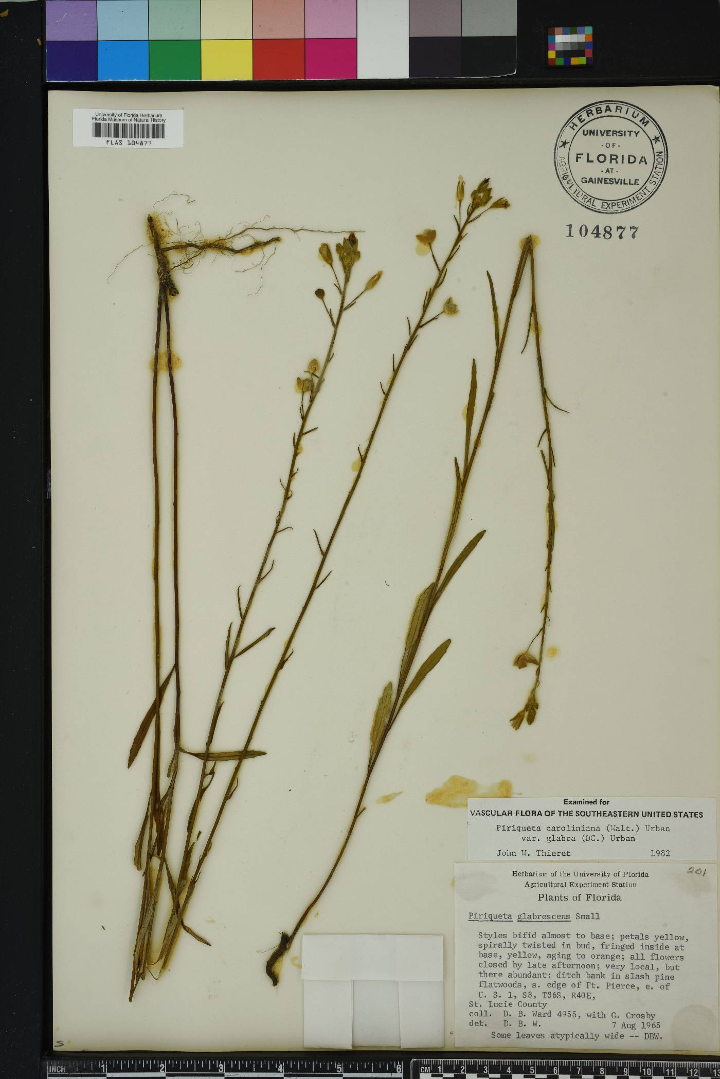 Piriqueta cistoides image