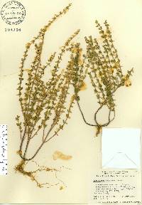 Scutellaria drummondii image