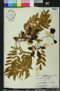 Gleditsia aquatica image