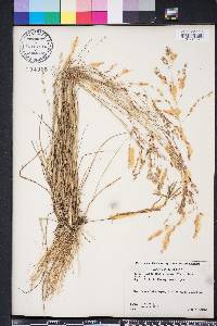 Eragrostis secundiflora image