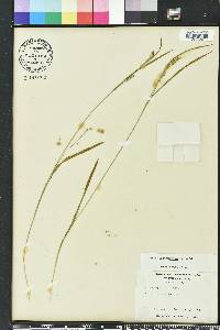 Carex leptonervia image