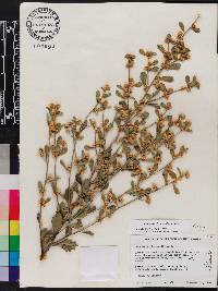 Baccharis glomeruliflora image