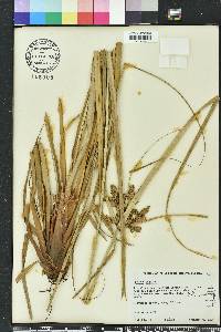 Cyperus ligularis image