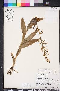 Habenaria odontopetala image