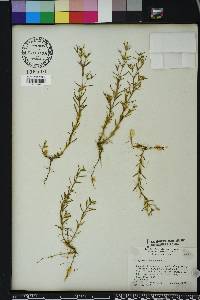 Polypremum procumbens image