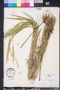 Panicum hemitomon image