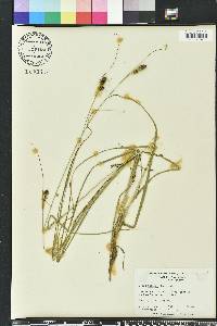 Carex bushii image