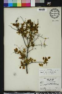 Sageretia minutiflora image