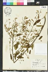 Desmodium perplexum image