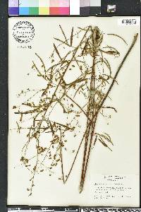 Desmodium strictum image