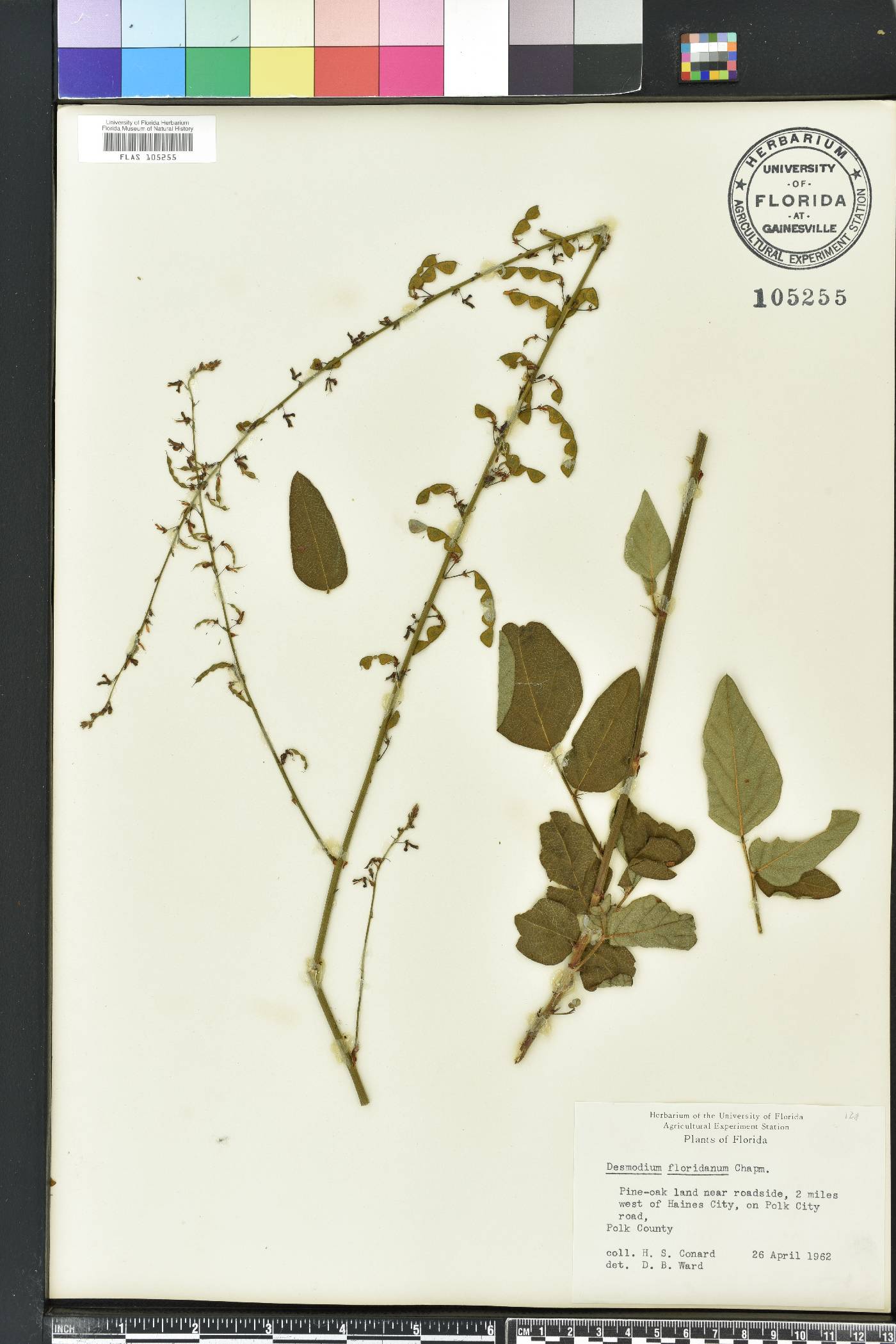 Desmodium floridanum image