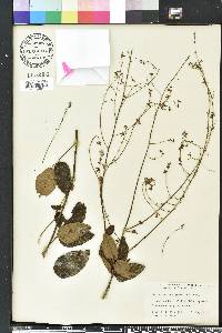 Desmodium laevigatum image