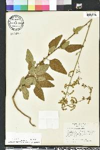 Desmodium floridanum image