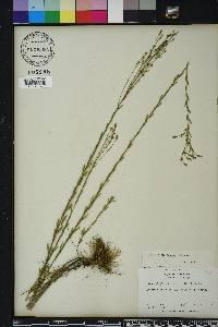 Linum floridanum image