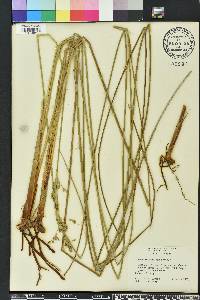 Juncus roemerianus image