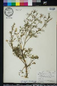 Cyclospermum leptophyllum image