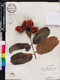 Terminalia arjuna image