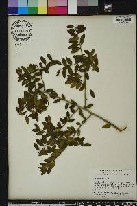 Ilex vomitoria image