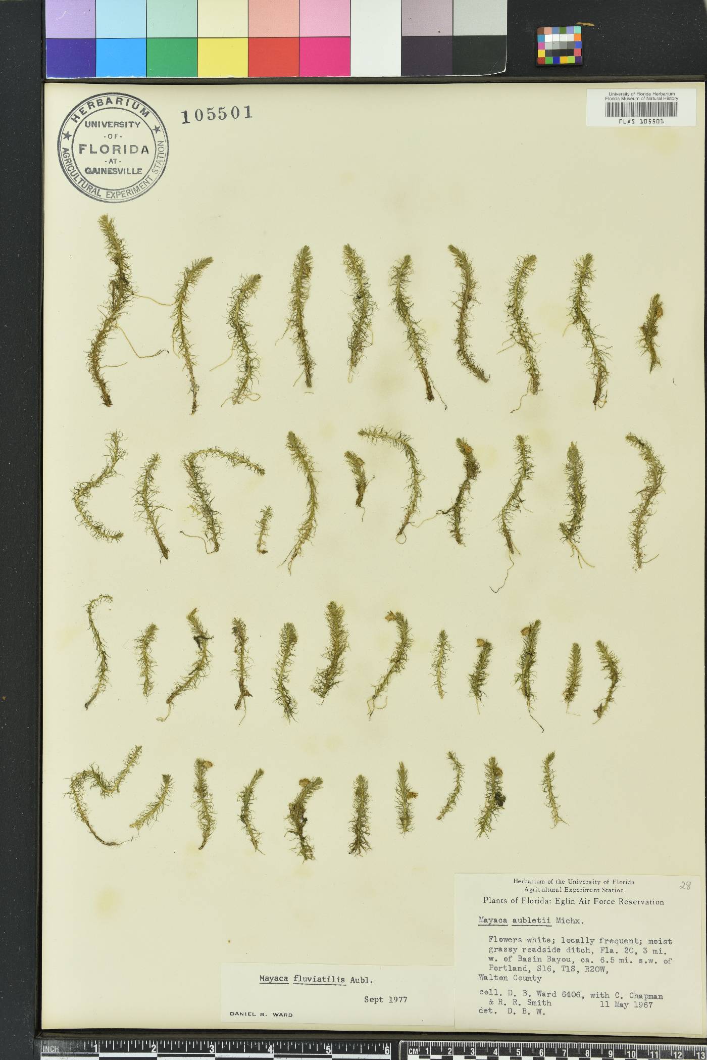 Mayaca fluviatilis image