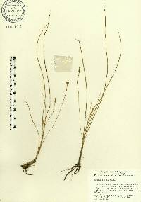 Hypoxis rigida image