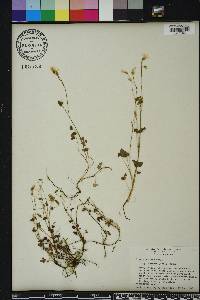 Oxalis priceae image