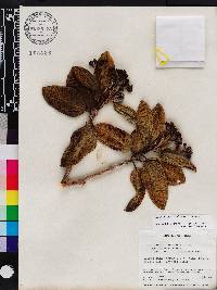 Miconia dominicensis image