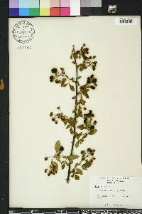 Rubus argutus image