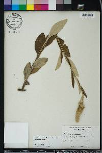 Pterocaulon pycnostachyum image