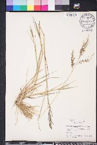 Eragrostis atrovirens image