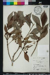 Psychotria nervosa image