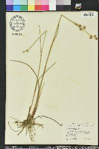 Juncus scirpoides image