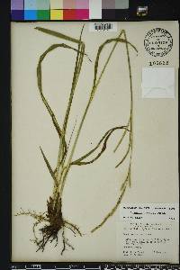 Paspalum urvillei image