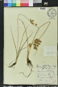 Cyperus surinamensis image