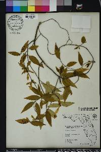 Gelsemium sempervirens image