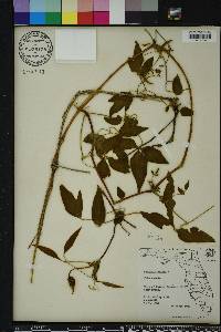 Clematis crispa image