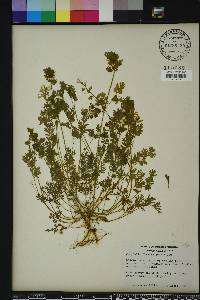 Corydalis flavula image