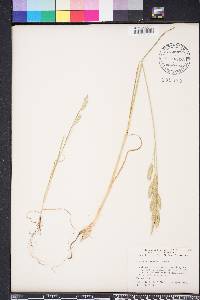 Bromus catharticus var. catharticus image