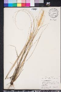 Aristida spiciformis image