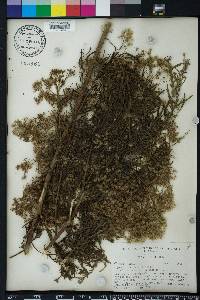 Eupatorium x pinnatifidum image