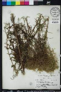 Eupatorium x pinnatifidum image