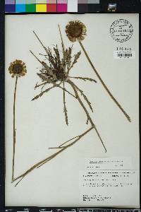 Helenium pinnatifidum image