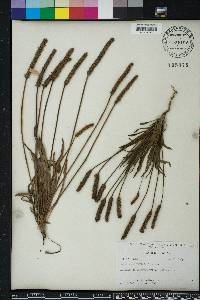 Plantago wrightiana image