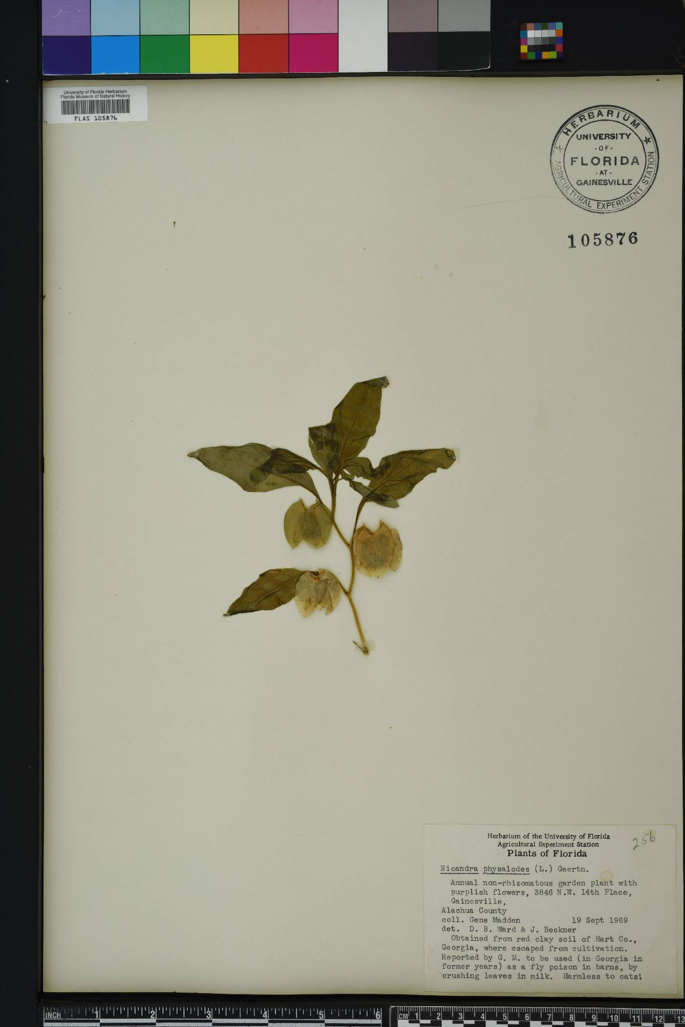 Nicandra physalodes image