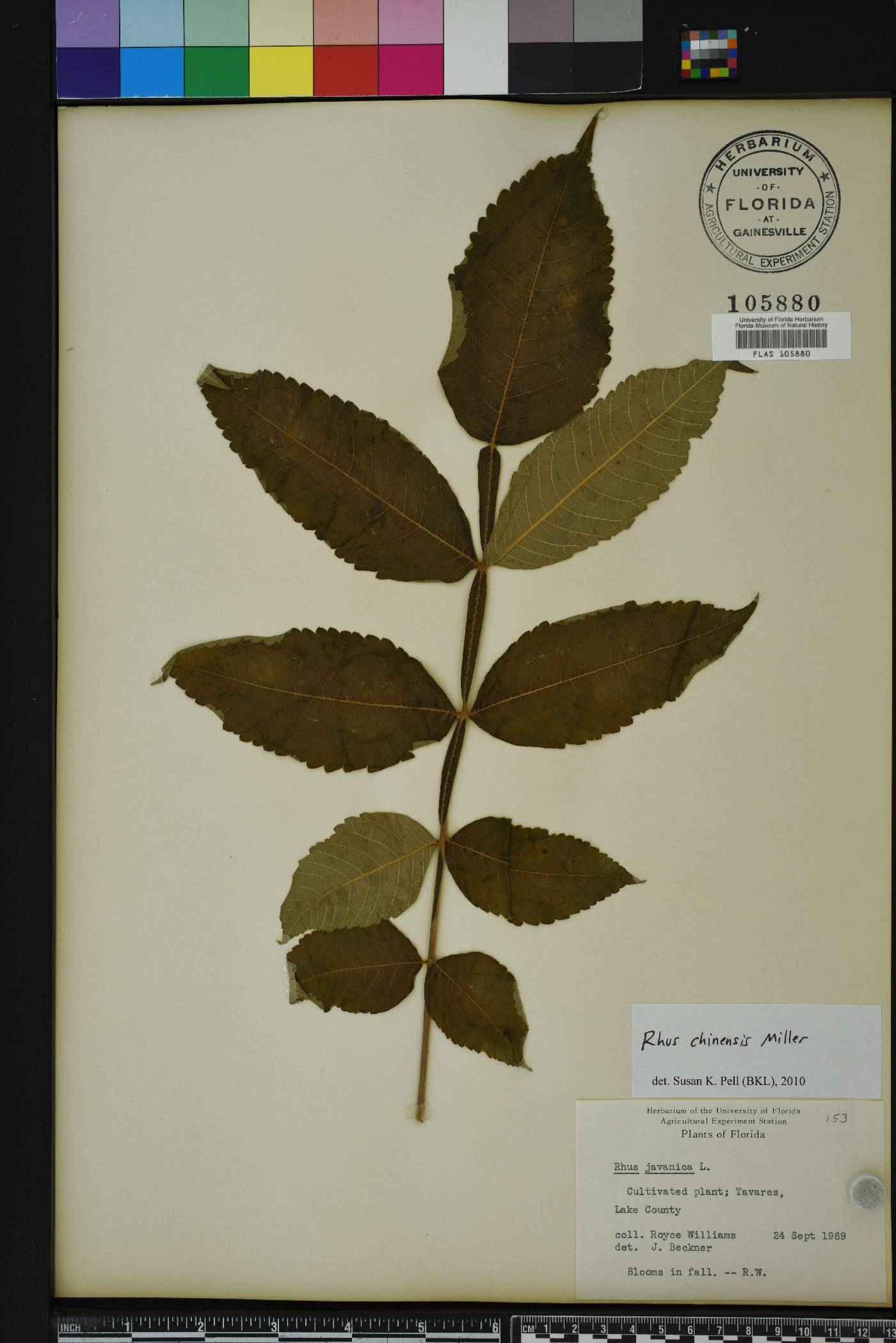 Rhus chinensis image