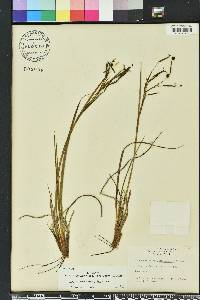 Sisyrinchium xerophyllum image