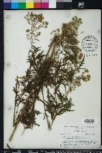 Eupatorium x pinnatifidum image