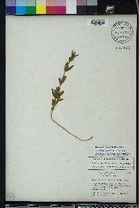 Dyschoriste oblongifolia image