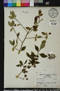 Ilex longipes image