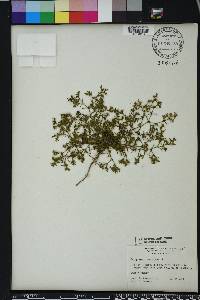 Polypremum procumbens image