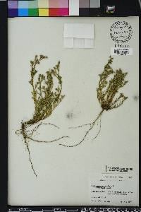 Polypremum procumbens image